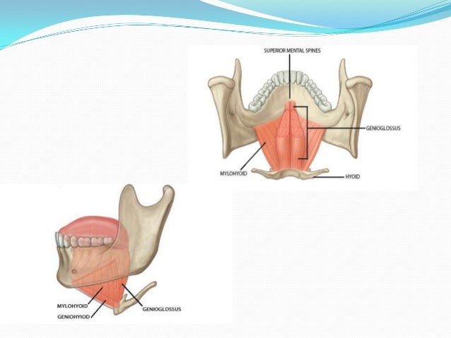 Anatomy of Tongue