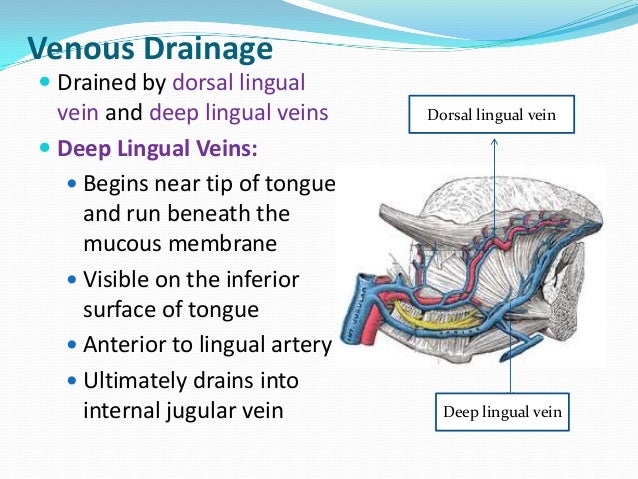 Anatomy of Tongue