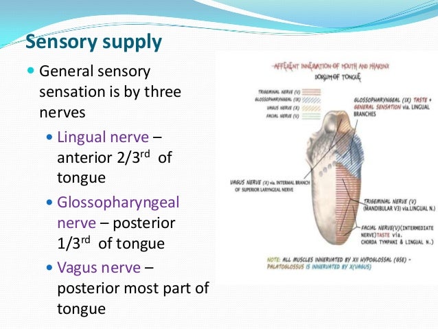 Anatomy of Tongue