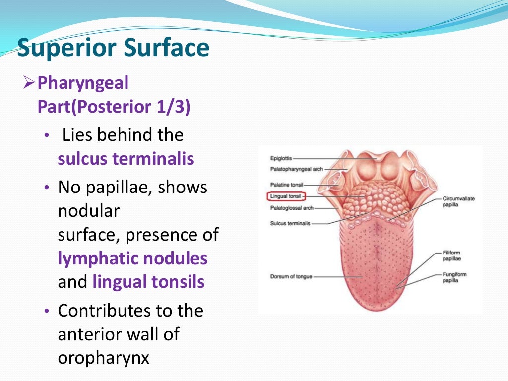 Anatomy of Tongue