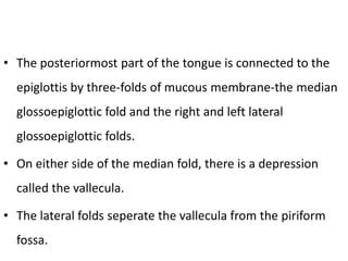 • The posteriormost part of the tongue is connected to the
epiglottis by three-folds of mucous membrane-the median
glossoepiglottic fold and the right and left lateral
glossoepiglottic folds.
• On either side of the median fold, there is a depression
called the vallecula.
• The lateral folds seperate the vallecula from the piriform
fossa.
 