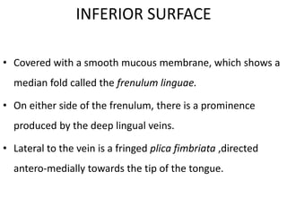 • Covered with a smooth mucous membrane, which shows a
median fold called the frenulum linguae.
• On either side of the frenulum, there is a prominence
produced by the deep lingual veins.
• Lateral to the vein is a fringed plica fimbriata ,directed
antero-medially towards the tip of the tongue.
INFERIOR SURFACE
 