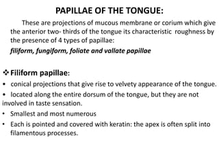 PAPILLAE OF THE TONGUE:
These are projections of mucous membrane or corium which give
the anterior two- thirds of the tongue its characteristic roughness by
the presence of 4 types of papillae:
filiform, fungiform, foliate and vallate papillae
Filiform papillae:
• conical projections that give rise to velvety appearance of the tongue.
• located along the entire dorsum of the tongue, but they are not
involved in taste sensation.
• Smallest and most numerous
• Each is pointed and covered with keratin: the apex is often split into
filamentous processes.
 