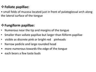 Foliate papillae:
• small folds of mucosa located just in front of palatoglossal arch along
the lateral surface of the tongue
Fungiform papillae:
• Numerous near the tip and margins of the tongue
• Smaller than vallate papillae but larger than filiform papillae
• visible as discrete pink or bright red pinheads
• Narrow pedicle and large rounded head
• more numerous towards the edge of the tongue
• each bears a few taste buds
 