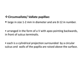 Circumvallate/ Vallate papillae:
• large in size 1-2 mm in diameter and are 8-12 in number.
• arranged in the form of a V with apex pointing backwards,
in front of sulcus terminalis.
• each is a cylindrical projection surrounded by a circular
sulcus and walls of the papilla are raised above the surface.
 