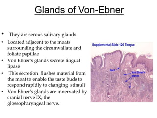 Glands of Von-Ebner
• They are serous salivary glands
• Located adjacent to the moats
surrounding the circumvallate and
foliate papillae
• Von Ebner's glands secrete lingual
lipase
• This secretion flushes material from
the moat to enable the taste buds to
respond rapidly to changing stimuli
• Von Ebner's glands are innervated by
cranial nerve IX, the
glossopharyngeal nerve.
 