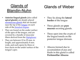 Glands of
Blandin-Nuhn
• Anterior lingual glands (also called
apical glands) are deeply placed
seromucous glands that are located
near the tip of the tongue on each
side of the frenulum linguae.
• They are found on the under surface
of the apex of the tongue, and are
covered by a bundle of muscular
fibers derived from the Styloglossus
• They are between 12 to 25 mm. in
length, and approximately 8 mm.
wide, and each opens by three or
four ducts on the under surface of the
tongue's apex
Glands of Weber
• They lie along the lateral
border of the tongue
• These glands are pure
mucous secreting glands.
• These open into the crypts of
the lingual tonsils on the
posterior tongue dorsum.
• Abscess formed due to
accumulation of pus and
fluids in this gland is called
Peritonsillar Abscess
 
