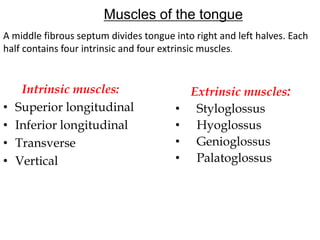 Muscles of the tongue
Intrinsic muscles:
• Superior longitudinal
• Inferior longitudinal
• Transverse
• Vertical
Extrinsic muscles:
• Styloglossus
• Hyoglossus
• Genioglossus
• Palatoglossus
A middle fibrous septum divides tongue into right and left halves. Each
half contains four intrinsic and four extrinsic muscles.
 