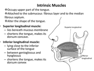 • Superior longitudinal muscle:
– lies beneath mucous membrane
– shortens the tongue, makes its
dorsum concave.
• Inferior longitudinal muscle:
– lying close to the inferior
surface of the tongue
– between genioglossus and
hyoglossus
– shortens the tongue, makes its
dorsum convex
Intrinsic Muscles
Occupy upper part of the tongue.
Attached to the submucous fibrous layer and to the median
fibrous septum.
Alter the shape of the tongue.
Inferior
longitudinal
 