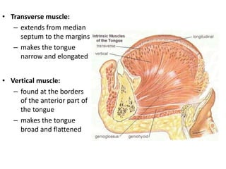 • Transverse muscle:
– extends from median
septum to the margins
– makes the tongue
narrow and elongated
• Vertical muscle:
– found at the borders
of the anterior part of
the tongue
– makes the tongue
broad and flattened
 