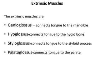 Extrinsic Muscles
The extrinsic muscles are
• Genioglossus – connects tongue to the mandible
• Hyoglossus-connects tongue to the hyoid bone
• Styloglossus-connects tongue to the styloid process
• Palatoglossus-connects tongue to the palate
 