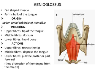 • Fan shaped muscle
• Forms bulk of the tongue
 ORIGIN-
upper genial tubercle of mandible.
 INSERTION-
• Upper fibres: tip of the tongue
• Middle fibres: dorsum
• Lower fibres: hyoid bone
 ACTIONS
• Upper fibres: retract the tip
• Middle fibres: depress the tongue
• Lower fibres: pull the posterior part
forward
(thus protrusion of the tongue from
the mouth)
GENIOGLOSSUS
 