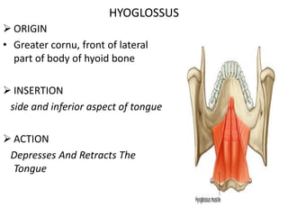  ORIGIN
• Greater cornu, front of lateral
part of body of hyoid bone
 INSERTION
side and inferior aspect of tongue
 ACTION
Depresses And Retracts The
Tongue
HYOGLOSSUS
 