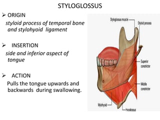  ORIGIN
styloid process of temporal bone
and stylohyoid ligament
 INSERTION
side and inferior aspect of
tongue
 ACTION
Pulls the tongue upwards and
backwards during swallowing.
STYLOGLOSSUS
 