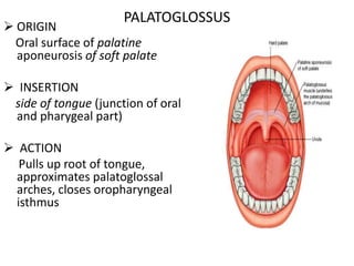  ORIGIN
Oral surface of palatine
aponeurosis of soft palate
 INSERTION
side of tongue (junction of oral
and pharygeal part)
 ACTION
Pulls up root of tongue,
approximates palatoglossal
arches, closes oropharyngeal
isthmus
PALATOGLOSSUS
 