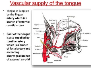 Vascular supply of the tongue
• Tongue is supplied
by the lingual
artery which is a
branch of external
carotid artery
• Root of the tongue
is also supplied by
tonsillar artery
which is a branch
of facial artery and
ascending
pharyngeal branch
of external carotid
 