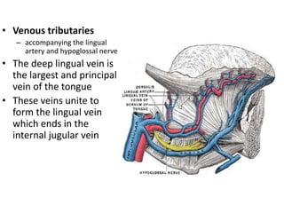 • Venous tributaries
– accompanying the lingual
artery and hypoglossal nerve
• The deep lingual vein is
the largest and principal
vein of the tongue
• These veins unite to
form the lingual vein
which ends in the
internal jugular vein
 