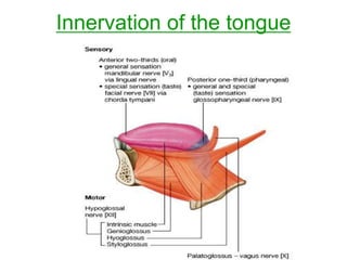 Innervation of the tongue
 