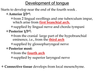 Development of tongue
Starts to develop near the end of the fourth week .
Anterior 2/3rd:
from 2 lingual swellings and one tuberculum impar,
which arise from first branchial arch.
supplied by lingual nerve and chorda tympani
Posterior 1/3rd:
from the cranial large part of the hypobranchial
eminence, i.e., from the third arch
supplied by glossopharyngeal nerve
Posterior most:
from the fourth arch
supplied by superior laryngeal nerve
Connective tissue develops from local mesenchyme.
 