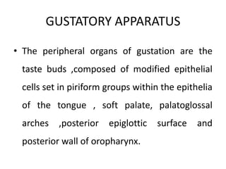 • The peripheral organs of gustation are the
taste buds ,composed of modified epithelial
cells set in piriform groups within the epithelia
of the tongue , soft palate, palatoglossal
arches ,posterior epiglottic surface and
posterior wall of oropharynx.
GUSTATORY APPARATUS
 