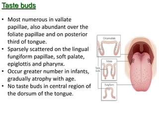 Taste buds
• Most numerous in vallate
papillae, also abundant over the
foliate papillae and on posterior
third of tongue.
• Sparsely scattered on the lingual
fungiform papillae, soft palate,
epiglottis and pharynx.
• Occur greater number in infants,
gradually atrophy with age.
• No taste buds in central region of
the dorsum of the tongue.
 