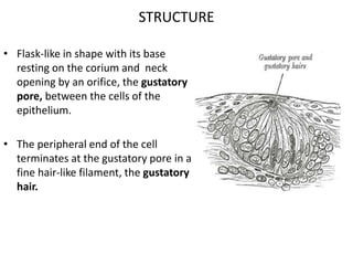 STRUCTURE
• Flask-like in shape with its base
resting on the corium and neck
opening by an orifice, the gustatory
pore, between the cells of the
epithelium.
• The peripheral end of the cell
terminates at the gustatory pore in a
fine hair-like filament, the gustatory
hair.
 