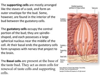 The supporting cells are mostly arranged
like the staves of a cask, and form an
outer envelope for the bud. Some,
however, are found in the interior of the
bud between the gustatory cells.
The gustatory cells occupy the central
portion of the bud; they are spindle-
shaped, and each possesses a large
spherical nucleus near the middle of the
cell. At their basal ends the gustatory cells
form synapses with nerves that project to
the brain.
The Basal cells are present at the base of
the taste bud. They act as stem cells for
renewal of taste cells and supporting
cells.
 