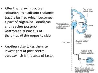 • After the relay in tractus
solitarius, the solitario-thalamic
tract is formed which becomes
a part of trigeminal lemniscus
and reaches postero-
ventromedial nucleus of
thalamus of the opposite side.
• Another relay takes them to
lowest part of post central
gyrus,which is the area of taste.
 
