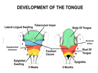 Terminal
sulcus
Hypobrachial
eminence
 