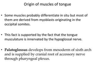 • Some muscles probably differentiate in situ but most of
them are derived from myoblasts originating in the
occipital somites.
• This fact is supported by the fact that the tongue
musculature is innervated by the hypoglossal nerve.
• Palatoglossus develops from mesoderm of sixth arch
and is supplied by cranial root of accessory nerve
through pharyngeal plexus.
Origin of muscles of tongue
 