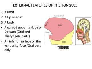 EXTERNAL FEATURES OF THE TONGUE:
1. A Root
2. A tip or apex
3. A body:
• A curved upper surface or
Dorsum (Oral and
Pharyngeal parts)
• An inferior surface or the
ventral surface (Oral part
only)
 