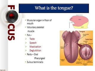 What is the tongue?
 