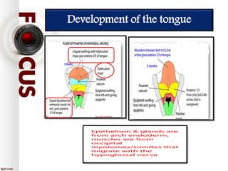 Development of the tongue
 