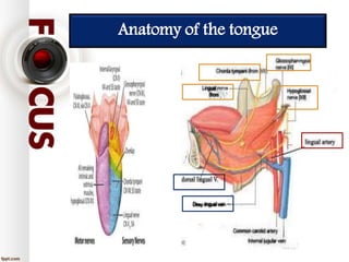 Anatomy of the tongue
 