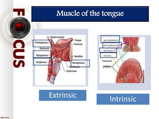 Muscle of the tongue
Extrinsic Intrinsic
 