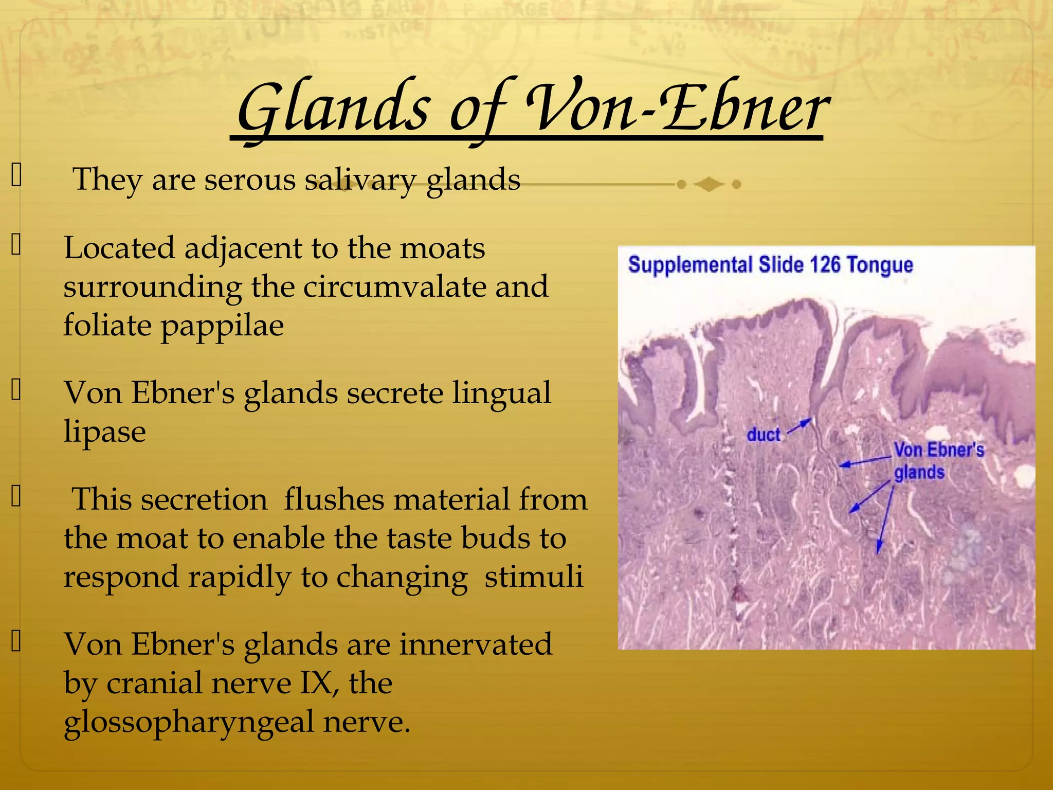 Glands of Von­Ebner
 They are serous salivary glands
 Located adjacent to the moats
surrounding the circumvalate and
foliate pappilae
 Von Ebner's glands secrete lingual
lipase
 This secretion flushes material from
the moat to enable the taste buds to
respond rapidly to changing stimuli
 Von Ebner's glands are innervated
by cranial nerve IX, the
glossopharyngeal nerve.
 