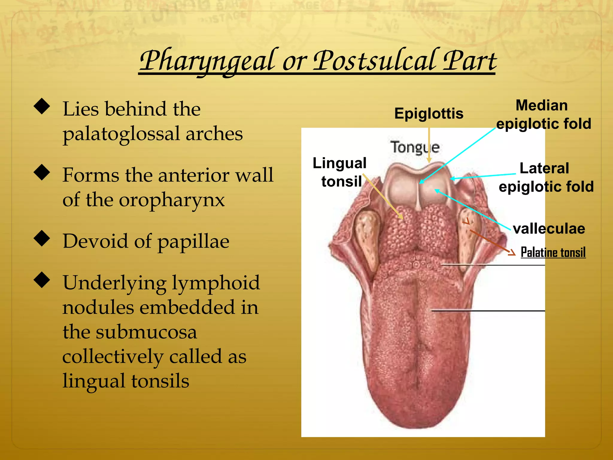  Lies behind the
palatoglossal arches
 Forms the anterior wall
of the oropharynx
 Devoid of papillae
 Underlying lymphoid
nodules embedded in
the submucosa
collectively called as
lingual tonsils
Pharyngeal or Postsulcal Part
Epiglottis
Lingual
tonsil
Median
epiglotic fold
Lateral
epiglotic fold
valleculae
Palatine tonsil
 