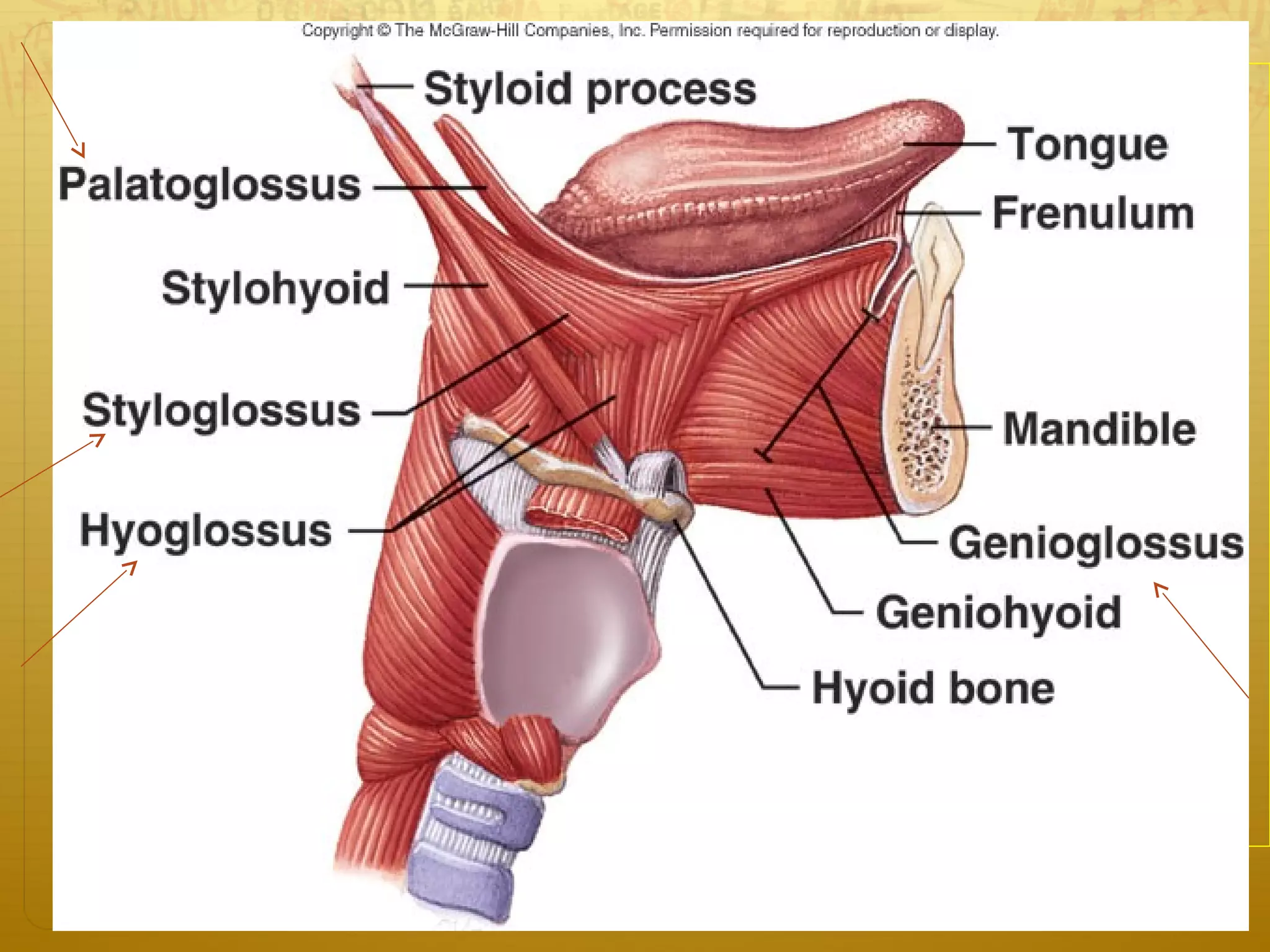  Intrinsic muscles
 