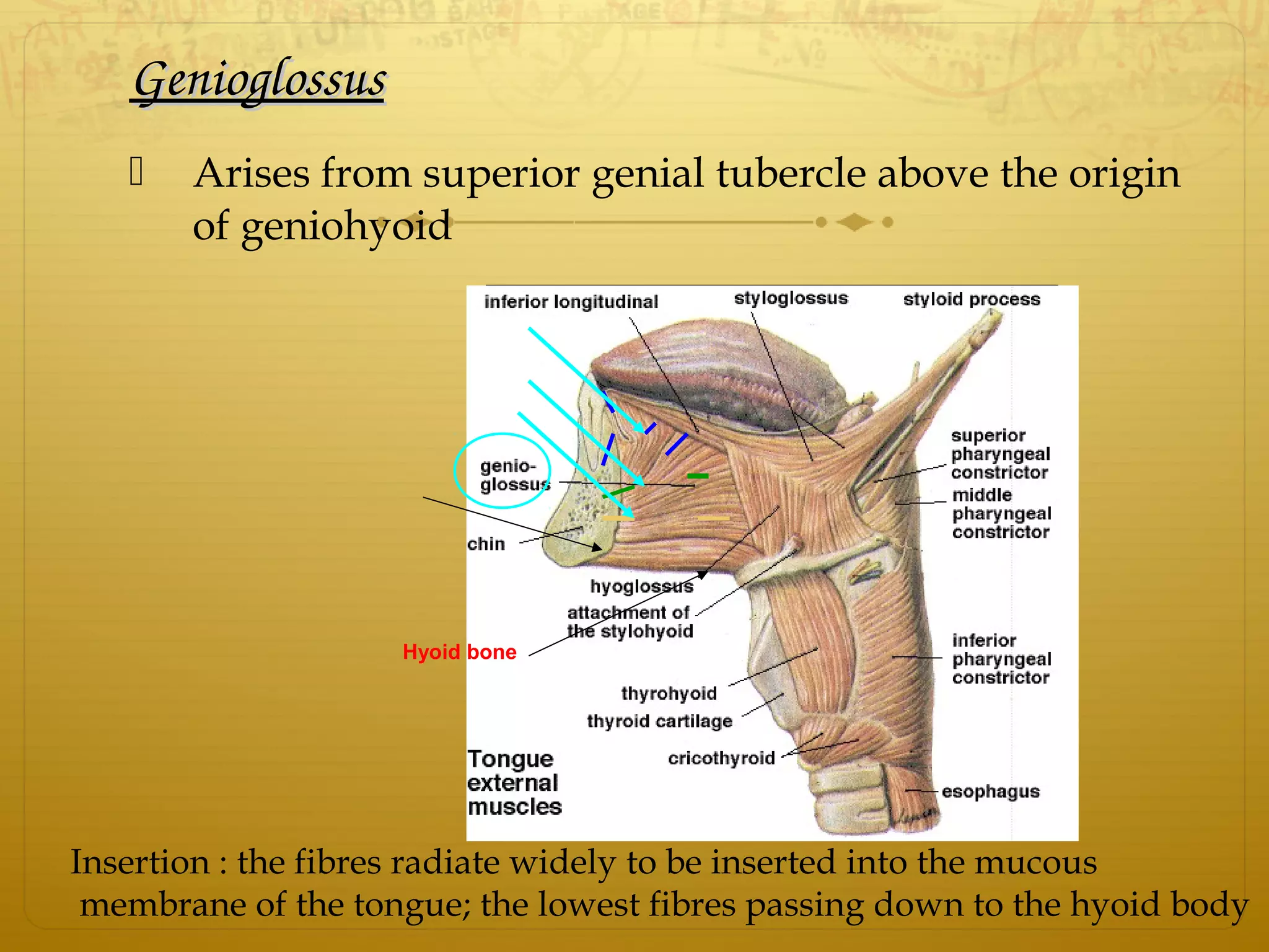 GenioglossusGenioglossus
 Arises from superior genial tubercle above the origin
of geniohyoid
Hyoid bone
Insertion : the fibres radiate widely to be inserted into the mucous
membrane of the tongue; the lowest fibres passing down to the hyoid body
 