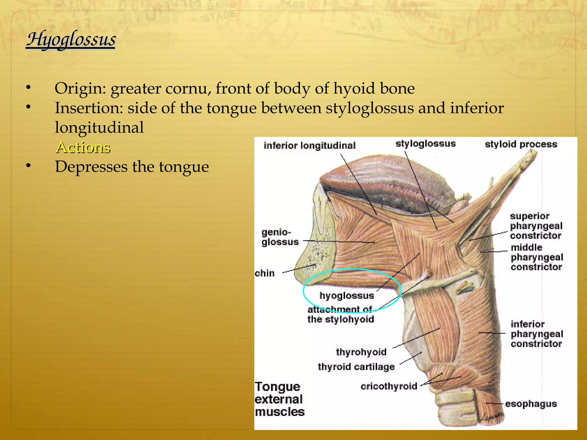 HyoglossusHyoglossus
• Origin: greater cornu, front of body of hyoid bone
• Insertion: side of the tongue between styloglossus and inferior
longitudinal
ActionsActions
• Depresses the tongue
 