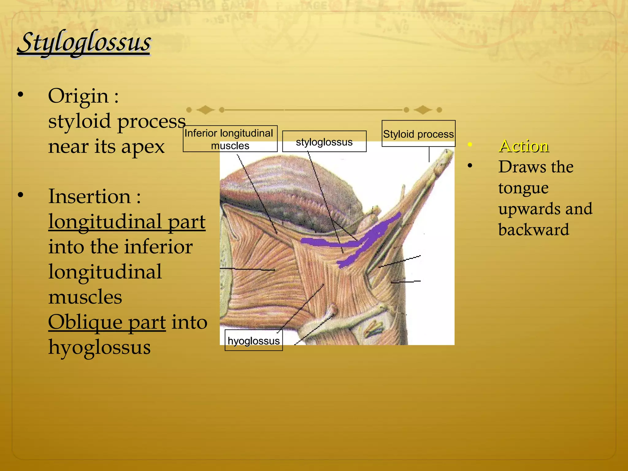 StyloglossusStyloglossus
• Origin :
styloid process
near its apex
• Insertion :
longitudinal part
into the inferior
longitudinal
muscles
Oblique part into
hyoglossus
• ActionAction
• Draws the
tongue
upwards and
backward
hyoglossushyoglossus
styloglossus
Inferior longitudinal
muscles
Styloid process
 
