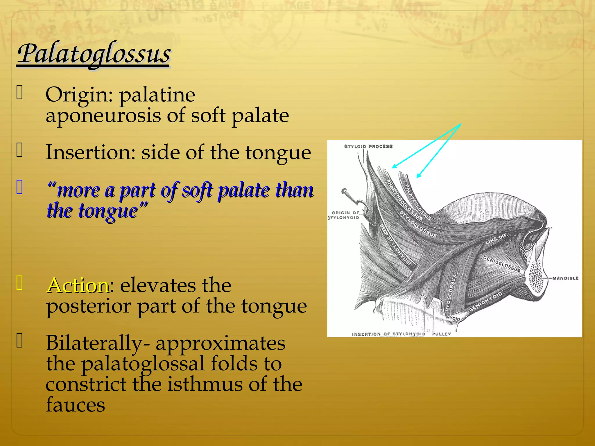PalatoglossusPalatoglossus
 Origin: palatine
aponeurosis of soft palate
 Insertion: side of the tongue
 ““more a part of soft palate thanmore a part of soft palate than
the tonguethe tongue””
 ActionAction: elevates the
posterior part of the tongue
 Bilaterally- approximates
the palatoglossal folds to
constrict the isthmus of the
fauces
 