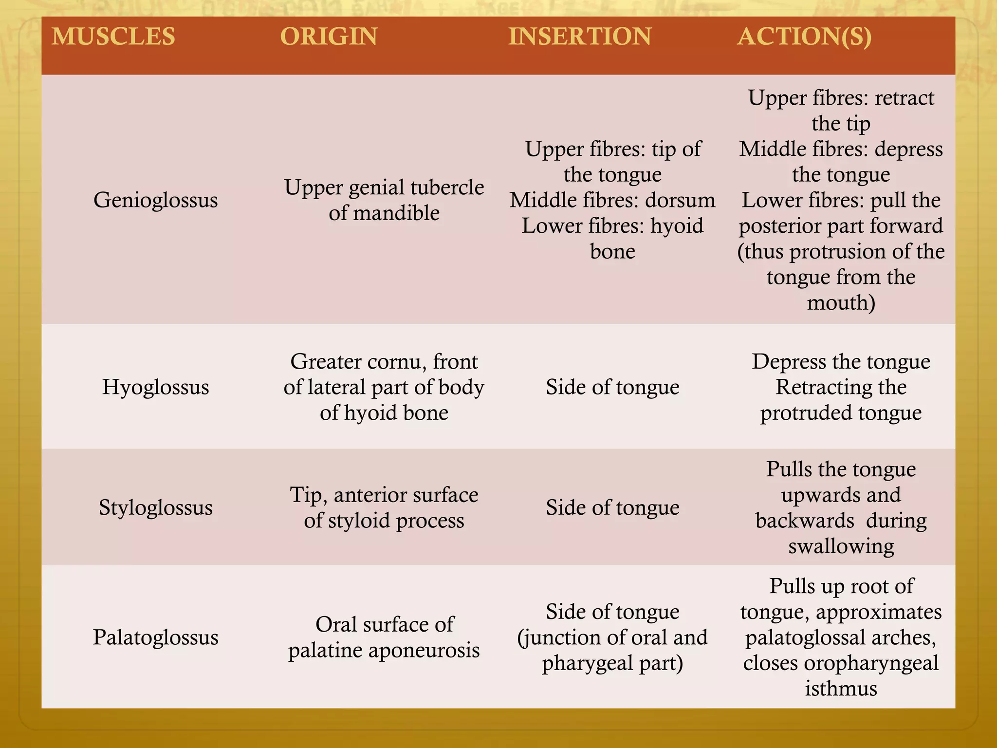 MUSCLES ORIGIN INSERTION ACTION(S)
Genioglossus
Upper genial tubercle
of mandible
Upper fibres: tip of
the tongue
Middle fibres: dorsum
Lower fibres: hyoid
bone
Upper fibres: retract
the tip
Middle fibres: depress
the tongue
Lower fibres: pull the
posterior part forward
(thus protrusion of the
tongue from the
mouth)
Hyoglossus
Greater cornu, front
of lateral part of body
of hyoid bone
Side of tongue
Depress the tongue
Retracting the
protruded tongue
Styloglossus
Tip, anterior surface
of styloid process
Side of tongue
Pulls the tongue
upwards and
backwards during
swallowing
Palatoglossus
Oral surface of
palatine aponeurosis
Side of tongue
(junction of oral and
pharygeal part)
Pulls up root of
tongue, approximates
palatoglossal arches,
closes oropharyngeal
isthmus
 