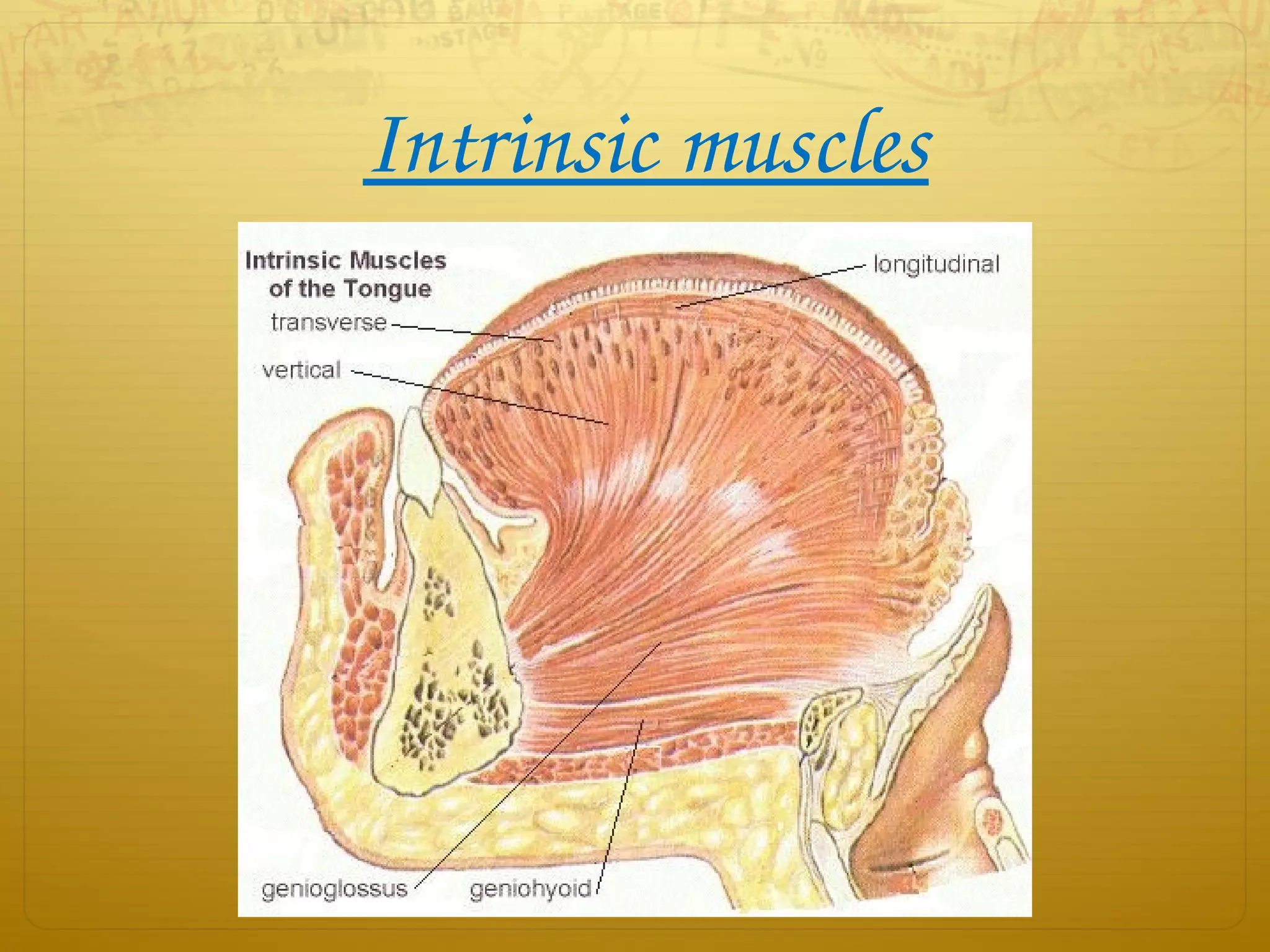 Intrinsic muscles
 
