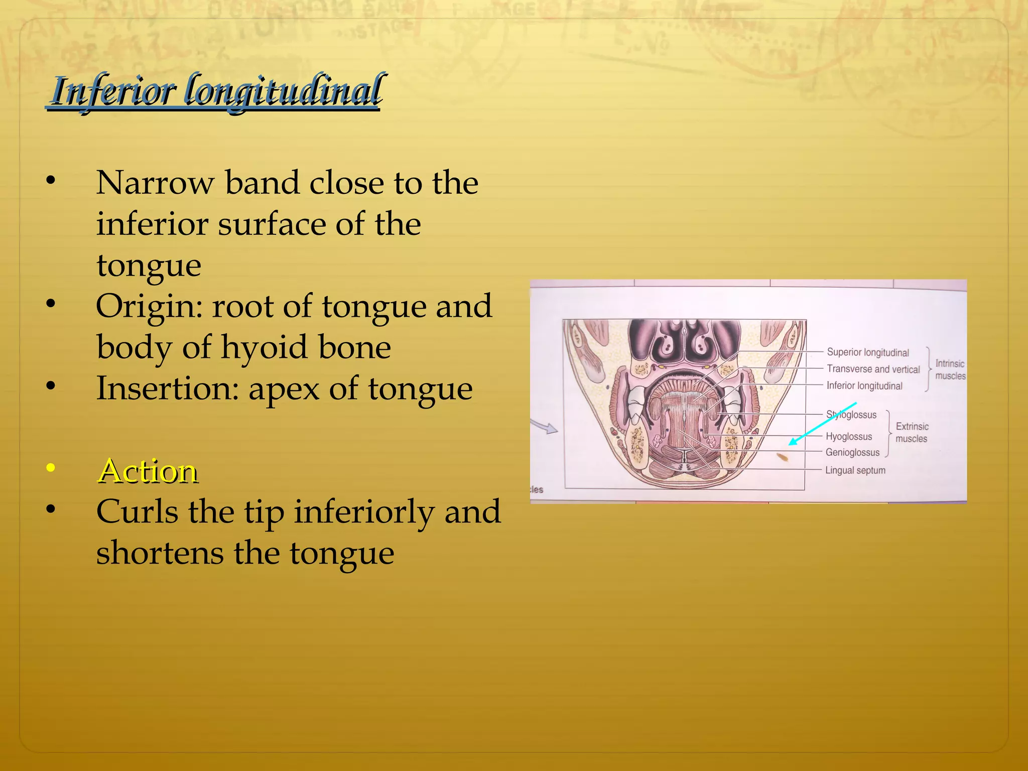 Inferior longitudinalInferior longitudinal
• Narrow band close to the
inferior surface of the
tongue
• Origin: root of tongue and
body of hyoid bone
• Insertion: apex of tongue
• ActionAction
• Curls the tip inferiorly and
shortens the tongue
 