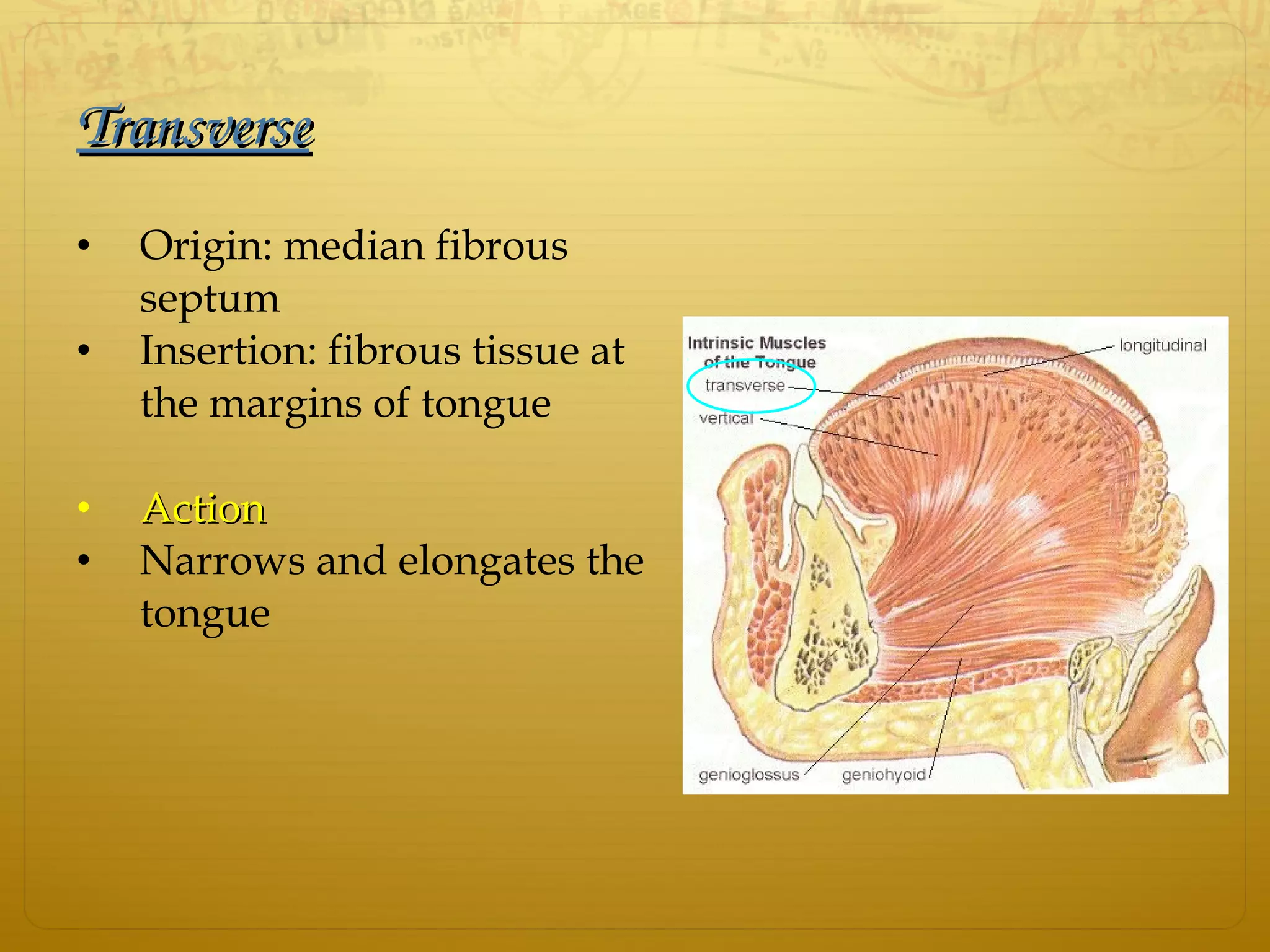TransverseTransverse
• Origin: median fibrous
septum
• Insertion: fibrous tissue at
the margins of tongue
• ActionAction
• Narrows and elongates the
tongue
 