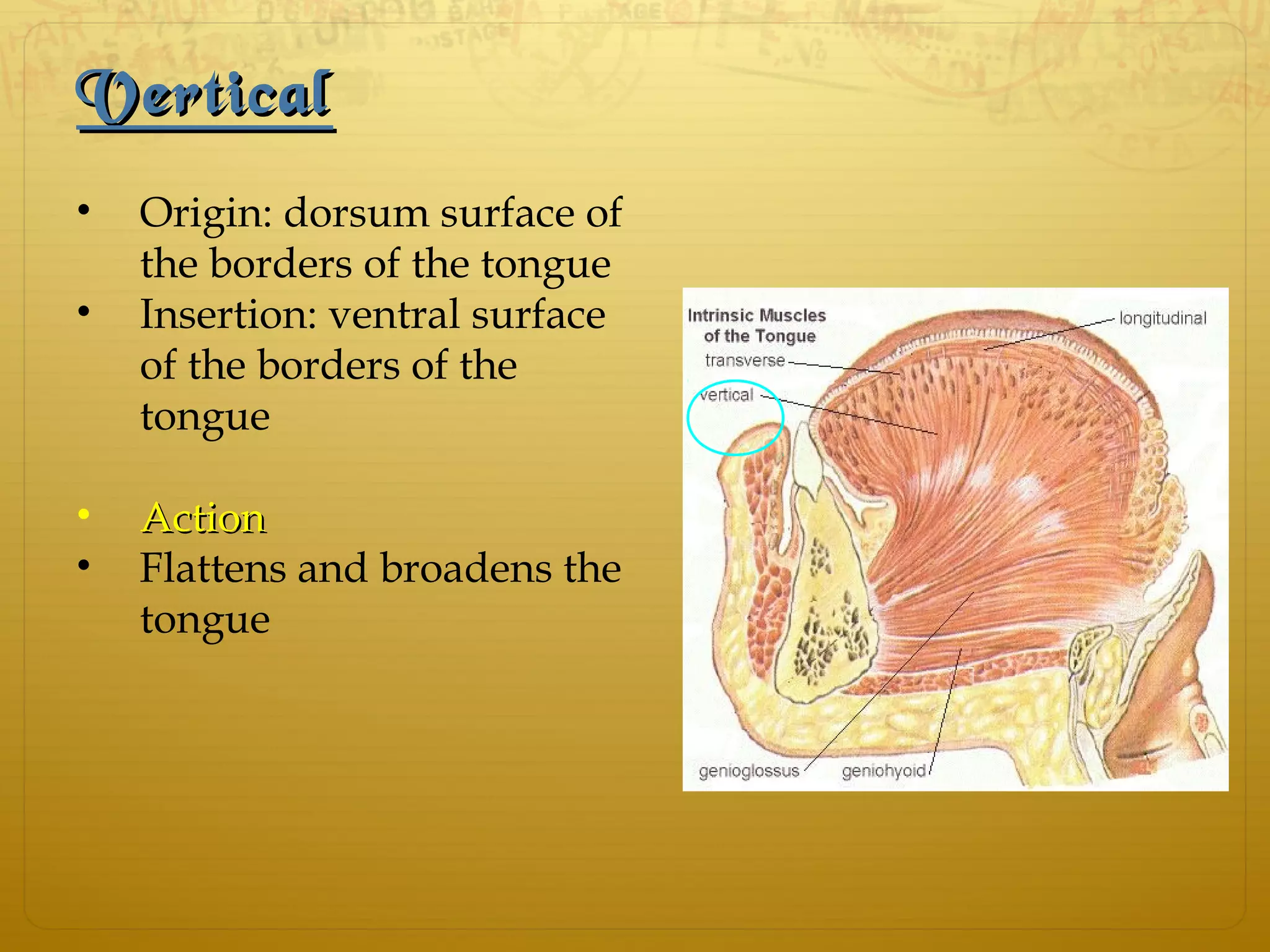 VerticalVertical
• Origin: dorsum surface of
the borders of the tongue
• Insertion: ventral surface
of the borders of the
tongue
• ActionAction
• Flattens and broadens the
tongue
 