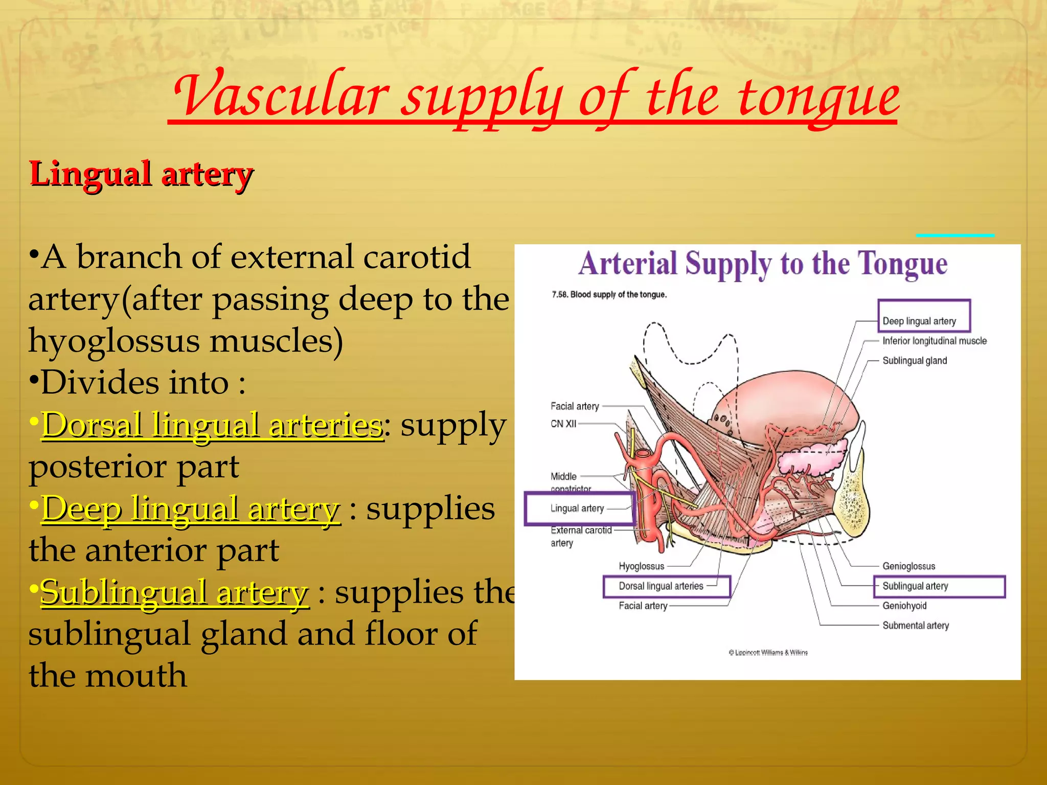 Vascular supply of the tongue
Lingual arteryLingual artery
•A branch of external carotid
artery(after passing deep to the
hyoglossus muscles)
•Divides into :
•Dorsal lingual arteriesDorsal lingual arteries: supply
posterior part
•Deep lingual arteryDeep lingual artery : supplies
the anterior part
•Sublingual arterySublingual artery : supplies the
sublingual gland and floor of
the mouth
 