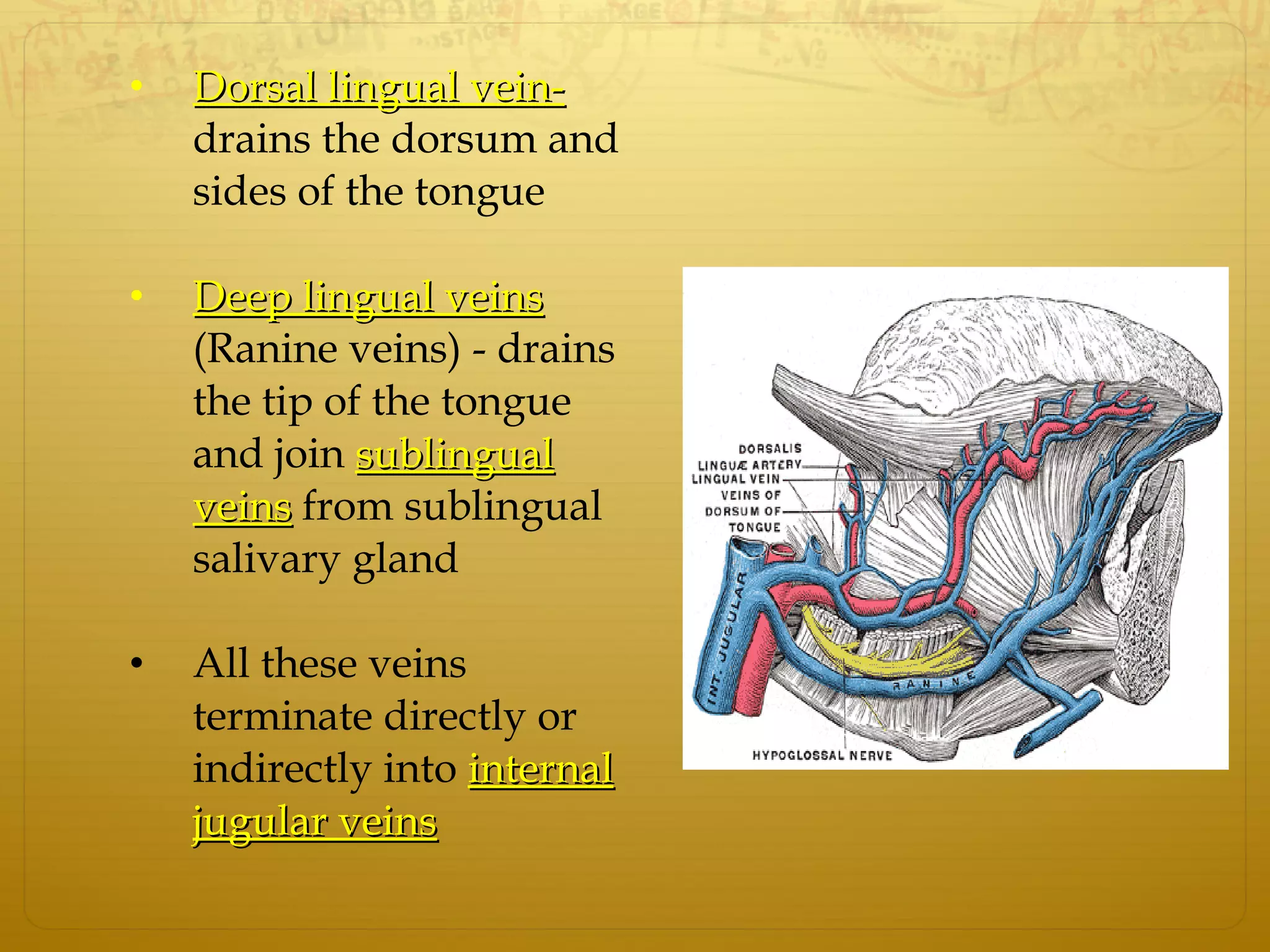 • Dorsal lingual vein-Dorsal lingual vein-
drains the dorsum and
sides of the tongue
• Deep lingual veinsDeep lingual veins
(Ranine veins) - drains
the tip of the tongue
and join sublingualsublingual
veinsveins from sublingual
salivary gland
• All these veins
terminate directly or
indirectly into internalinternal
jugular veinsjugular veins
 