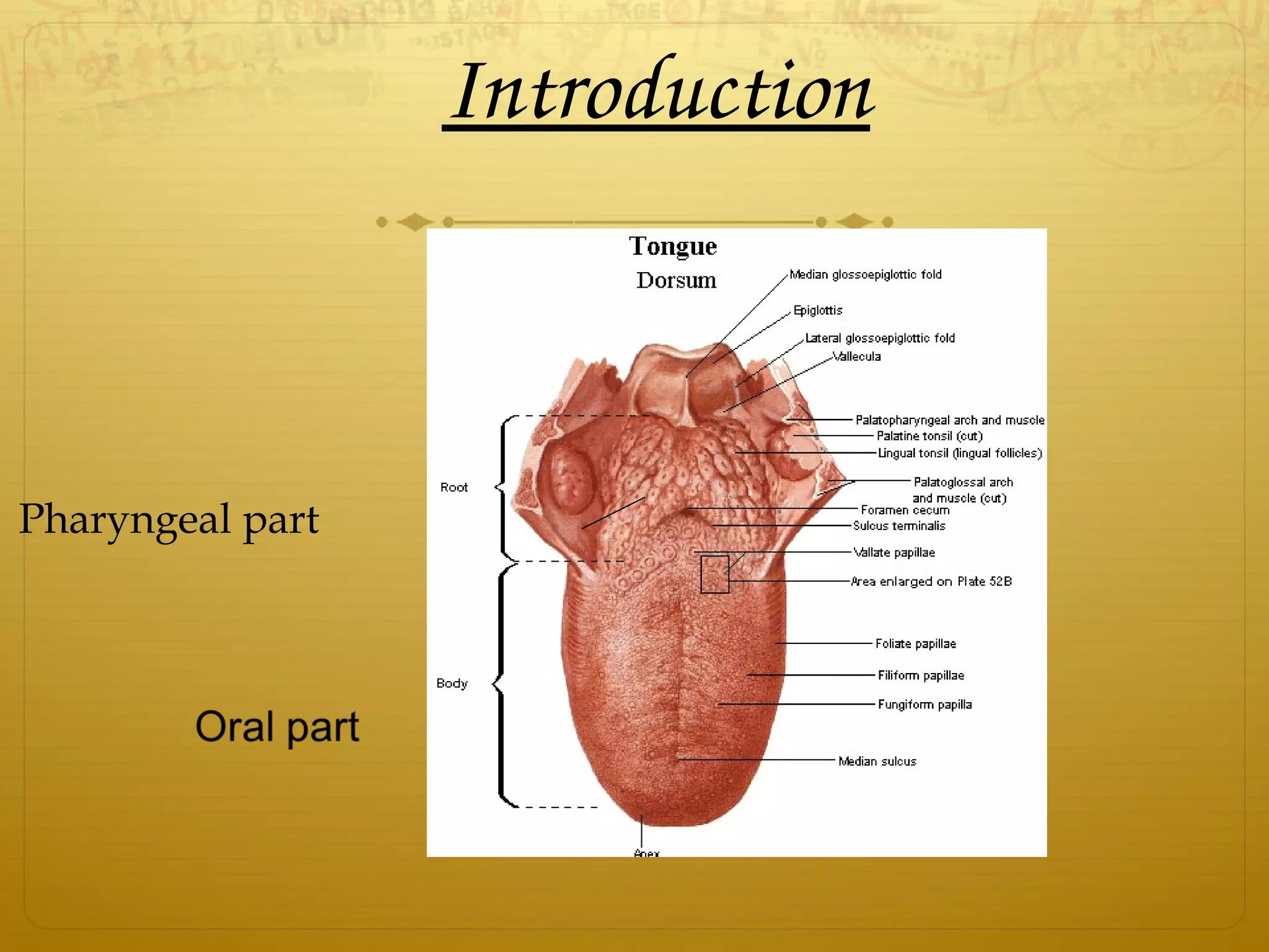 Introduction
Pharyngeal part
 